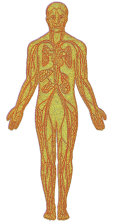 anatomy-4608964_960_720.png